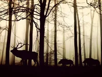 Животные в лесу