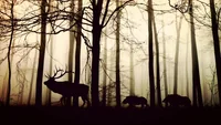 Животные в лесу
